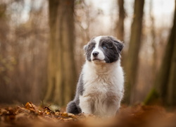 Pies, Szczeniak, Border, Collie, Las, Rozmyte, Tło