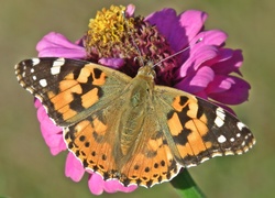 Motyl, Rusałka osetnik, Kwiat, Cynia