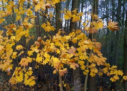 Las, Jesień, Żółte, Liście