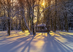 Zima, Las, Śnieg, Przebijające, Światło