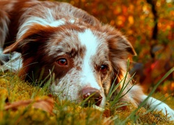 Border, Collie, Odpoczynek