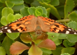 Owady, Motyl, Rusałka osetnik