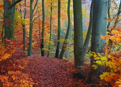 Las, Jesień, Drzewa