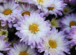 Kwiaty, Chryzantema