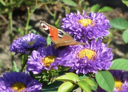 Motyl, Rusałka pawik, Kwiaty, Astry