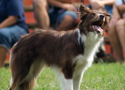 Czekoladowo, Biały, Border, Collie