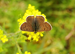 Motyl, Modraszek, Czerwończyk uroczek