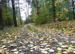 Las, Jesień, Droga, Liście