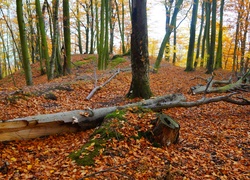 Las, Jesień, Powalone, Drzewo, Leżący, Pień