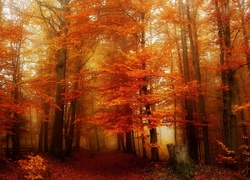 Las, Drzewa, Droga, Liście, Mgła, Złota, Jesień