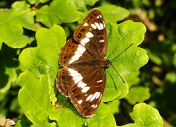 Motyl, Pokłonnik kamilla, Liście