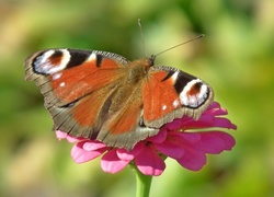 Motyl, Rusałka pawik, Kwiat, Cynia