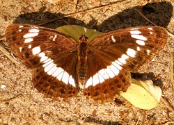 Motyl, Pokłonnik kamilla