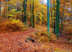 Las, Drzewa, Jesień, Ścieżka, Droga