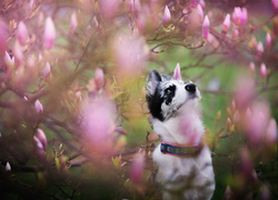Pies, Krzew, Kwiaty