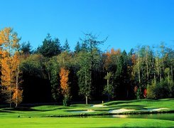 Pole Golfowe, Las