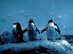 pingwin, niebo, chmury, Linux
