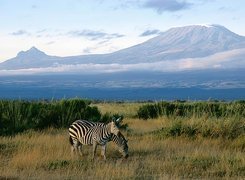 Zebra, góra, kilimandżaro