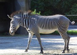 Zebra, płot