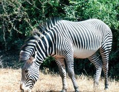 Mała, Zebra