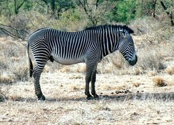 Zebra, trawa, zarośla