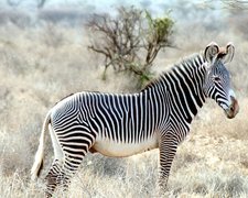 Zebra, drzewo, trawy