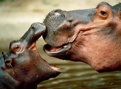hipopotamek, Hipopotam