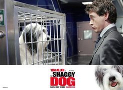 The Shaggy Dog, schronisko, pies, klatka, mężczyzna