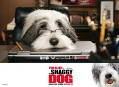 The Shaggy Dog, pies, okulary, komputer, biuro