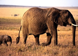 słonie, słoniątko, trąba, kły, ogon