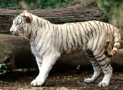 Biały Tygrys