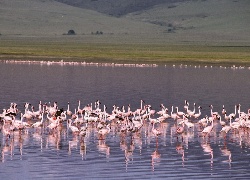 Flamingi, stado, woda, jezioro