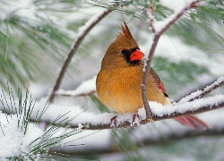Ptak, czubek, gałąź, śnieg