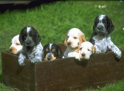 Pieski, Cocker spaniel angielski