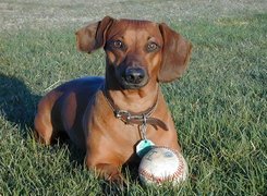 Pies, trawa, piłka