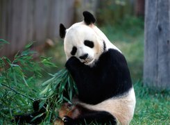 Panda, Bambus, Trawa