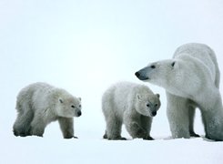 Niedźwiedzie, białe, śnieg