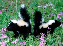 Skunksy, łąka