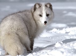 Lis, polarny, śnieg