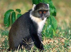Małpa, lemur