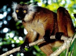 Lemur