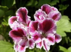 Pelargonia, różowa, angielska