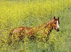 Koń, łąka, kwiaty