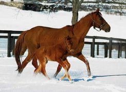 Koń, źrebię, śnieg, padok