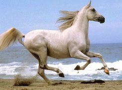Koń, biały, morze, plaża