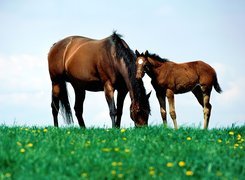 Koń, źrebię, łąka