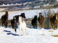 Konie, stado, śnieg