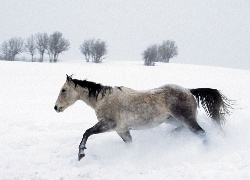 Koń, śnieg, drzewa