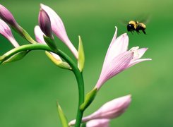 Pszczoła, kwiat