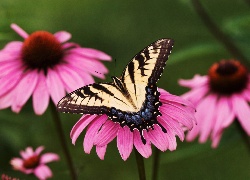 Motyl, Paź, Żeglarz, Kwiat, Jeżówka